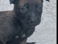 Belçika Kurdu Yavruları 8 Adet