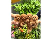 Toy poodle güzel yavrularım