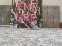 Lilac Ve Beyaz Renkli British Yavrular