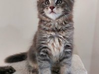 Safkan Maine Coon Yavruları Full Şecereli Ünvanlı Ebeveynlerden