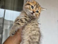 Sevimli Golden British Shorthair Yavrular