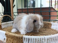 35 40 Günlük Hollanda Teddy Lop Tavşan Yavrular