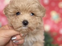 Tüy yumağı maltipoo