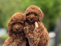 Toy poodle yavrular teacup