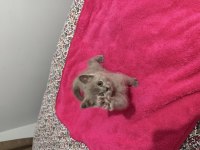 2 Aylık Scottish Fold Kedimiz İçin Yuva Olur Musun?