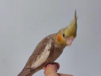 El Besleme Yavru Sultan Papağanı