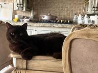 Çikolata Rengi British Shorthair