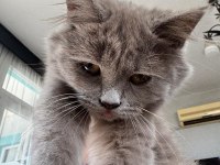 Chinchilla Kedimi Sahiplendirmek İstiyorum