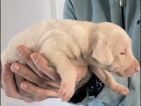 Pink doberman yavrularımız almanyadan ithal üst kalite