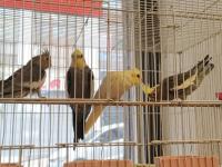 Yavru yetişkin sultan papağanı