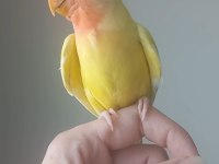 Evcil Isırmayan Sevda Papağanı Yavrusu