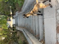 5 Aylık Dişi Belçika Malinois Kurt Köpeği