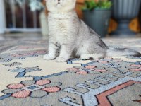 Acil Safkan British Shorthair Oğlumuz