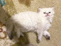 Beyaz uzun tüylü minnak erkek kedimiz mavi gözlü