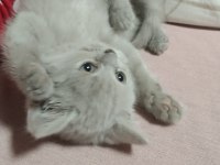 Oyuncu Nadir Renk Orijinal British Shorthair