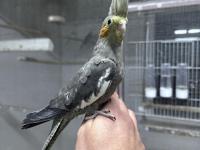 Yeni yeme düşmüş yavru sultan papağanı