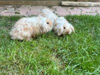 Konya'da sahibinden hollanda lop tavşan yavruları