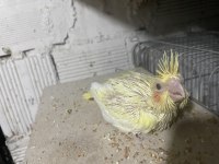 Yavru Sultan Papağanları Ele Alıştırmalık