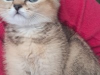 British shorthair golden erkek yavrumuz