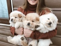 Pofuduk Çin Aslanı Aslan Yavruları