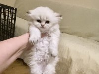 Beyaz Uzun Tüylü Minnak Erkek Kedimiz Mavi Gözlü