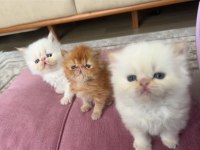 İran Persian Dişi-Erkek Kediler