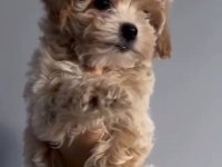 2 Aylık Dişi Kore Kan Maltipoo