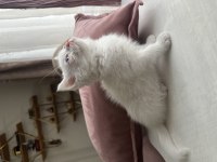 Scottish British Yavrular