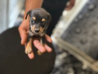 Safkan 0 numara minyatür pinscher