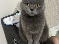 British shorthair sevgi delisi