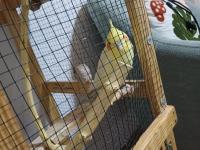 Konuşan Hareketli Fındık Sultan Papağanımıza Yuva