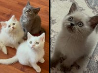 British Tatlı British Shorthair Bebeklerim