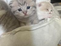 20 Günlük Kedilerimiz Anne Scottish Baba British