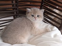 British Shorthair Kız Kardeşler