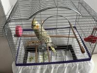 Sağlıklı sultan papağanımız