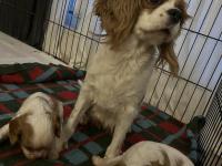 Safkan Cavalier King Charles Yavruları