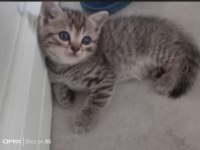 British shorthair bebeklerimiz yeni yuvalarını arıyor