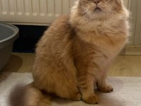 Golden Rengi Yetişkin British Longhair