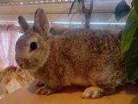 Orjinal Cüce Tavşanlar