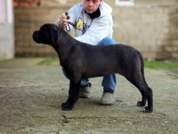 Şecereli Full Aşılı Cane Corso Yavruları