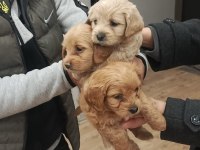 Büyümeyen Maltipoo Bebek Köpekler