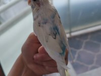 Yavru Albino Erkek Muhabbet Kuşu