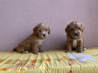 Parti color maltipoo bebekler