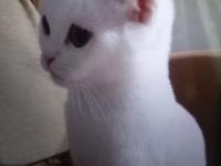 Pamuk prenses scottish fold