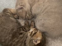 British Shorthair Kediler