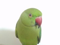 Evcil pakistan papağanı