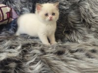 Lilac Long Ve Cinnamon Bebek Kedilerimiz