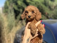 Toy Poodle Yavrularımız Yuvalarını Arıyor
