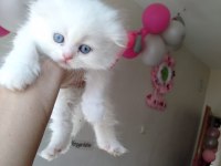 Üst Kalite Scottish Fold İsteyenlere