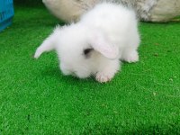 Beyaz hollanda teddy lop tavşan yavrularımız